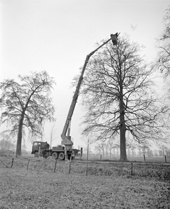 882247 Afbeelding van het snoeien van een boom door medewerkers van de gemeentelijke plantsoendienst, langs een ...